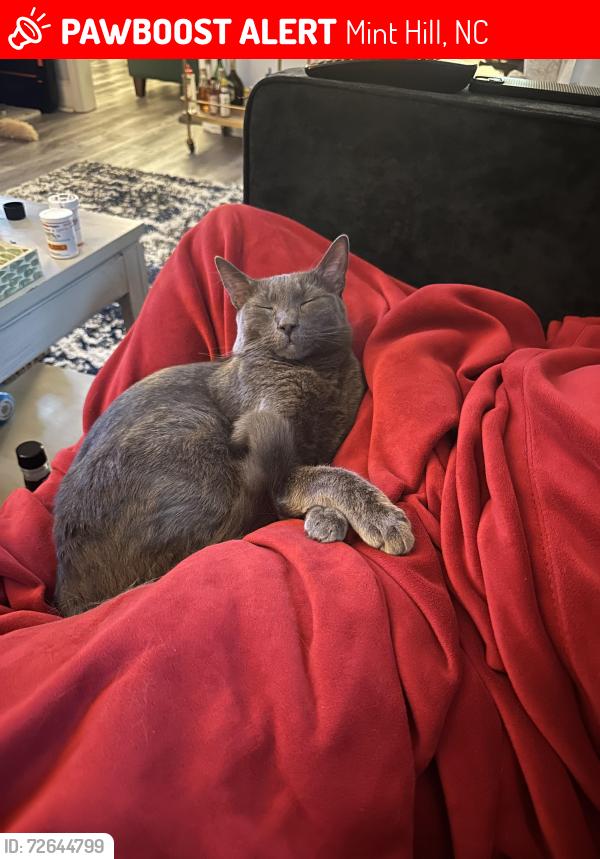 Lost Female Cat last seen Near Lebanon rd, Mint Hill, NC 28227
