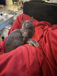Lost Female Cat last seen Near Lebanon rd, Mint Hill, NC 28227