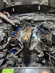 Found/Stray Male Cat last seen Palmcroft and Price, Tempe, AZ 85282