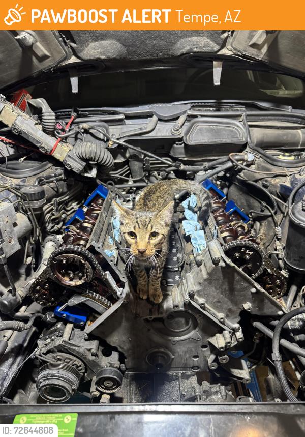 Found/Stray Male Cat last seen Palmcroft and Price, Tempe, AZ 85282