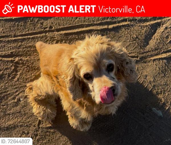 Lost Male Dog last seen Arvila Luna, Victorville, CA 92392