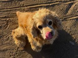 Lost Male Dog last seen Arvila Luna, Victorville, CA 92392