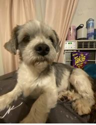 Lost Male Dog last seen San luis ave & Florence ave Bell, Bell, CA 90201