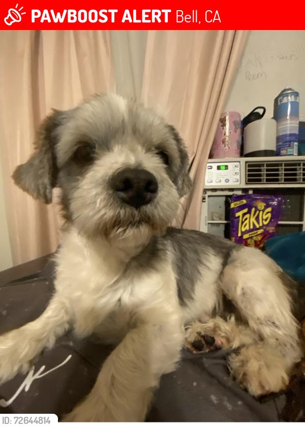 Lost Male Dog last seen San luis ave & Florence ave Bell, Bell, CA 90201
