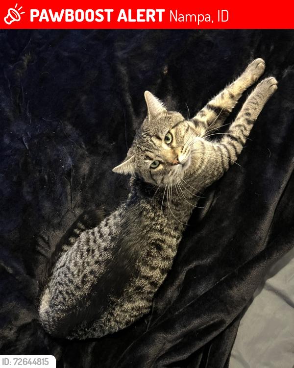 Lost Male Cat last seen Near Lake Lowell Ave Nampa ID 83686, Nampa, ID 83686