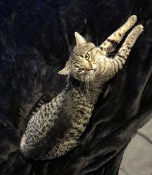 Lost Male Cat last seen Near Lake Lowell Ave Nampa ID 83686, Nampa, ID 83686