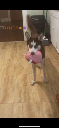 Lost Female Dog last seen St. John on Askew ave , Kansas City, MO 64123