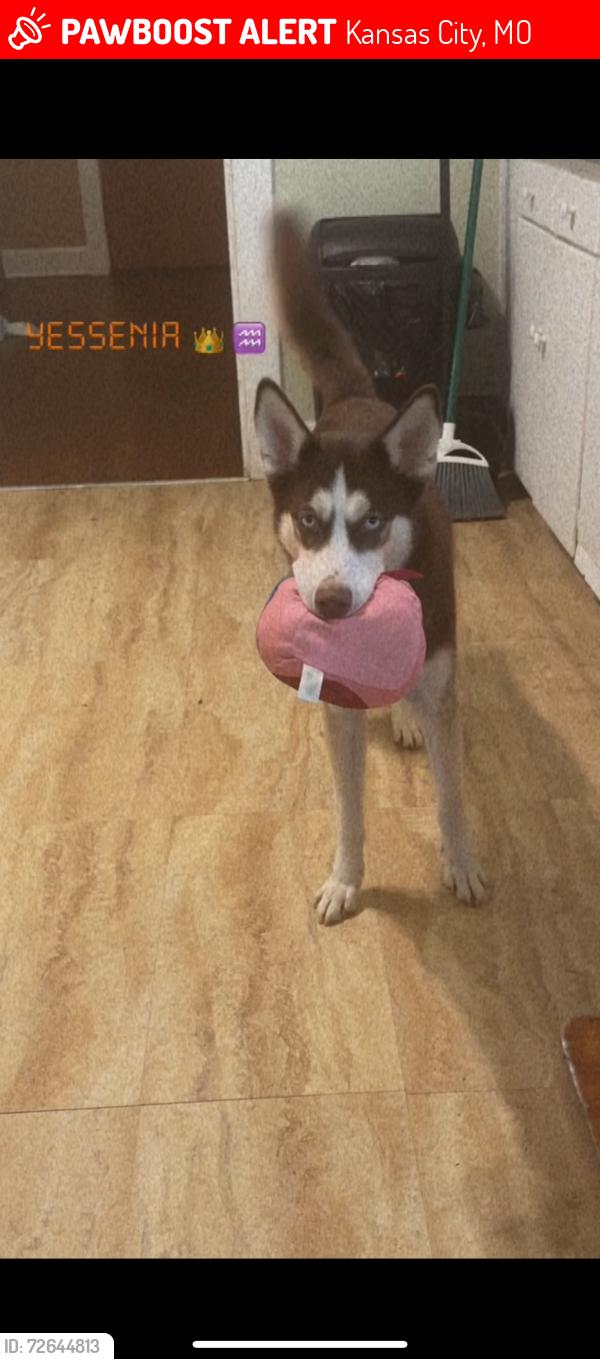 Lost Female Dog last seen St. John on Askew ave , Kansas City, MO 64123