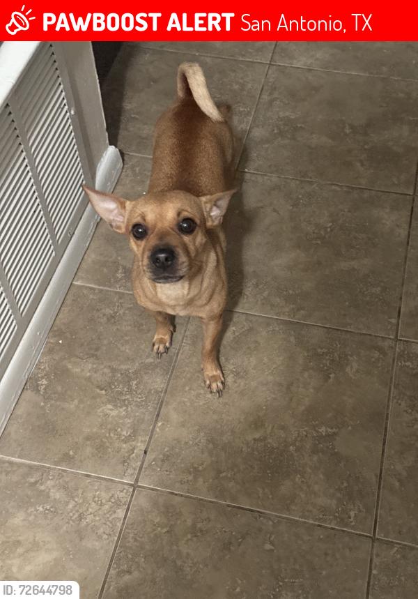Lost Female Dog last seen highlands area lost on McKinley and cross streets are STEVES and PIEDMONT closet to S. NEW BRAUNFELS, San Antonio, TX 78210