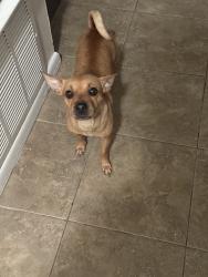 Lost Female Dog last seen highlands area lost on McKinley and cross streets are STEVES and PIEDMONT closet to S. NEW BRAUNFELS, San Antonio, TX 78210