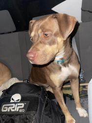 Found/Stray Male Dog last seen Rockwell & Britton , Oklahoma City, OK 73162