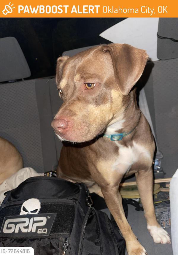 Found/Stray Male Dog last seen Rockwell & Britton , Oklahoma City, OK 73162