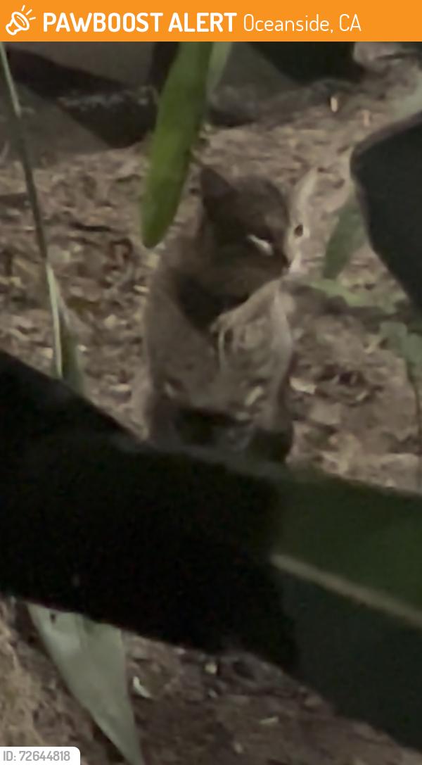 Found/Stray Unknown Cat last seen College blvd and meadow, Oceanside, CA 92056