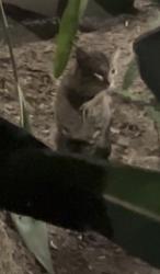 Found/Stray Unknown Cat last seen College blvd and meadow, Oceanside, CA 92056