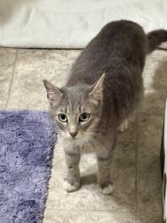 Found/Stray Female Cat last seen London derry Townhomes, Raleigh, NC 27613