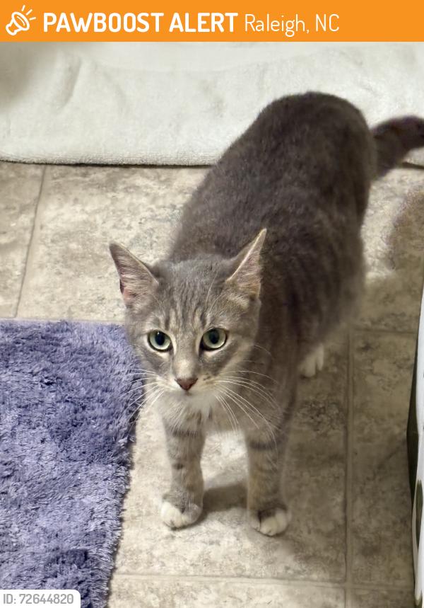 Found/Stray Female Cat last seen London derry Townhomes, Raleigh, NC 27613