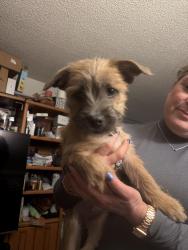 Found/Stray Female Dog last seen North Main Street & Cherokee Drive, Salinas, CA 93906