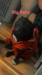 Lost Male Dog last seen 34th st and Meridian St, Indianapolis, IN 46208