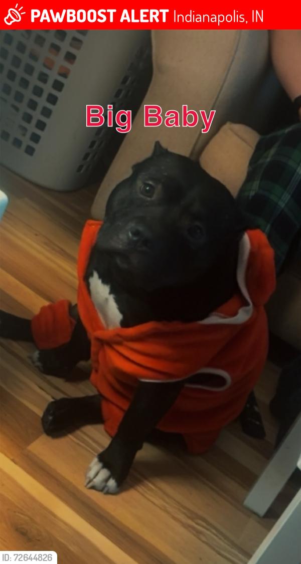 Lost Male Dog last seen 34th st and Meridian St, Indianapolis, IN 46208