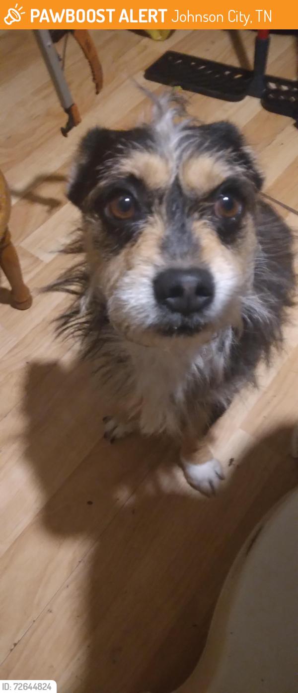 Found/Stray Male Dog last seen Tyler appts area & Hilltop, Johnson City, TN 37614