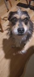 Found/Stray Male Dog last seen Tyler appts area & Hilltop, Johnson City, TN 37614