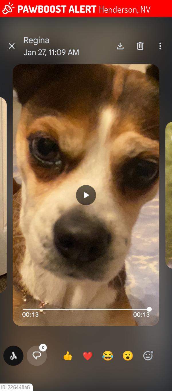 Lost Female Dog last seen Basic and boulder hwy welfare office , Henderson, NV 89015