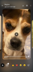 Lost Female Dog last seen Basic and boulder hwy welfare office , Henderson, NV 89015