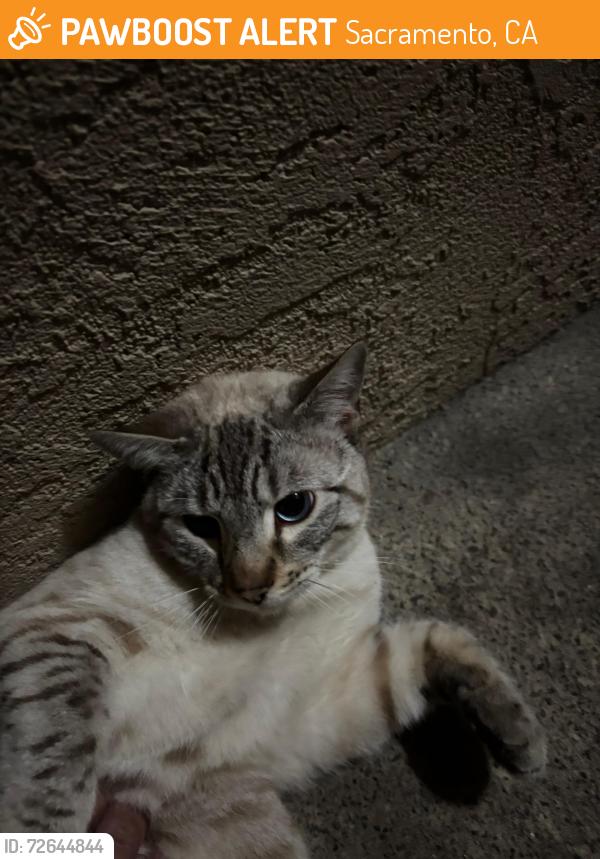Found/Stray Male Cat last seen Morse Ave and Fair Oaks Blvd, Sacramento, CA 95864