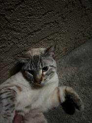 Found/Stray Male Cat last seen Morse Ave and Fair Oaks Blvd, Sacramento, CA 95864