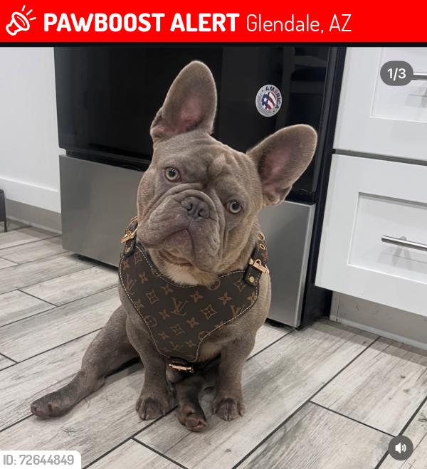 Lost Male Dog last seen 67th ave and bethany / Montebello, Glendale, AZ 85303