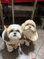 Lost Male Dog last seen rattler point, El Paso, TX 79938