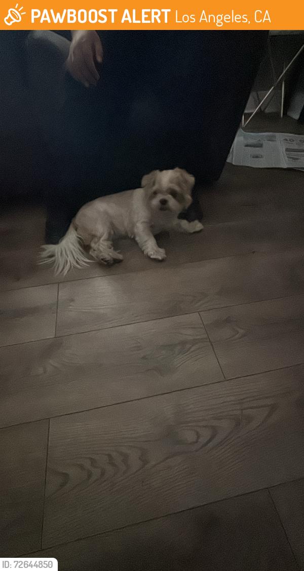 Found/Stray Female Dog last seen Denni st and Lagoon, Los Angeles, CA 90744