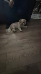 Found/Stray Female Dog last seen Denni st and Lagoon, Los Angeles, CA 90744
