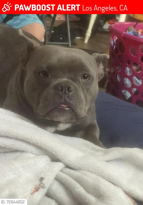 Lost Female Dog last seen opp and denni, Los Angeles, CA 90744