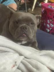 Lost Female Dog last seen opp and denni, Los Angeles, CA 90744