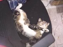 Lost Male Cat last seen Garden grove blvd West street, Garden Grove, CA 92840