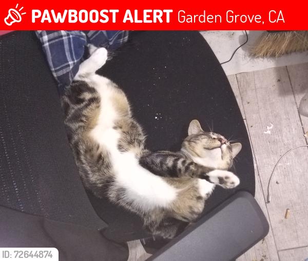 Lost Male Cat last seen Garden grove blvd West street, Garden Grove, CA 92840