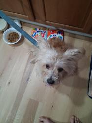 Found/Stray Male Dog last seen Hardy and 24 hwy, Independence, MO 64053