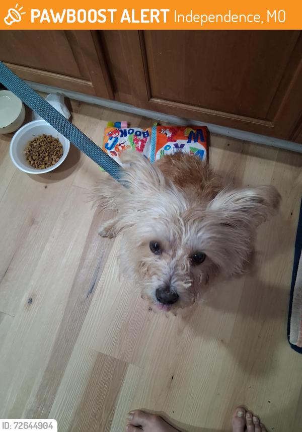 Found/Stray Male Dog last seen Hardy and 24 hwy, Independence, MO 64053