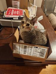 Lost Male Cat last seen Kirtland Pl street by Dunkin Donuts, Meriden, CT 06450