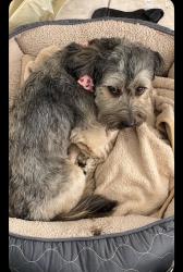 Lost Male Dog last seen Near w caldwell street , Compton, CA 90220
