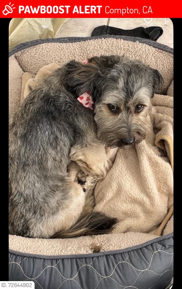 Lost Male Dog last seen Near w caldwell street , Compton, CA 90220