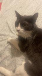 Lost Female Cat last seen Riverbirch dr, St. Peters, MO 63376