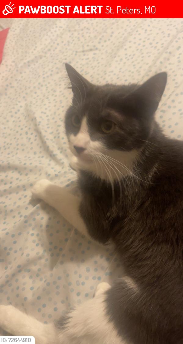 Lost Female Cat last seen Riverbirch dr, St. Peters, MO 63376