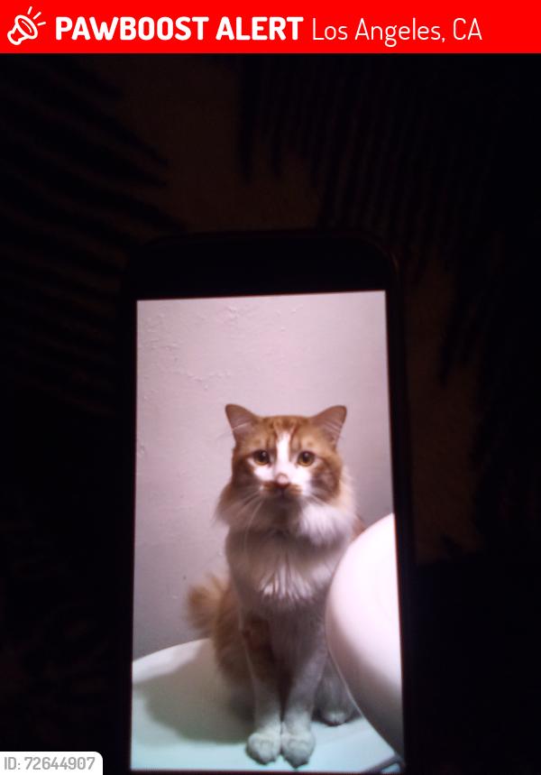 Lost Male Cat last seen 108th St & Broadway, Los Angeles, CA 90061