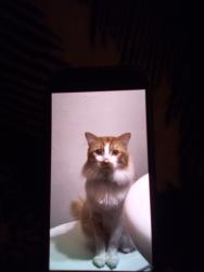 Lost Male Cat last seen 108th St & Broadway, Los Angeles, CA 90061