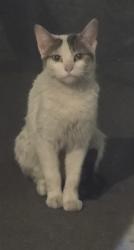 Found/Stray Unknown Cat last seen Katella ave and main, Orange, CA 92867