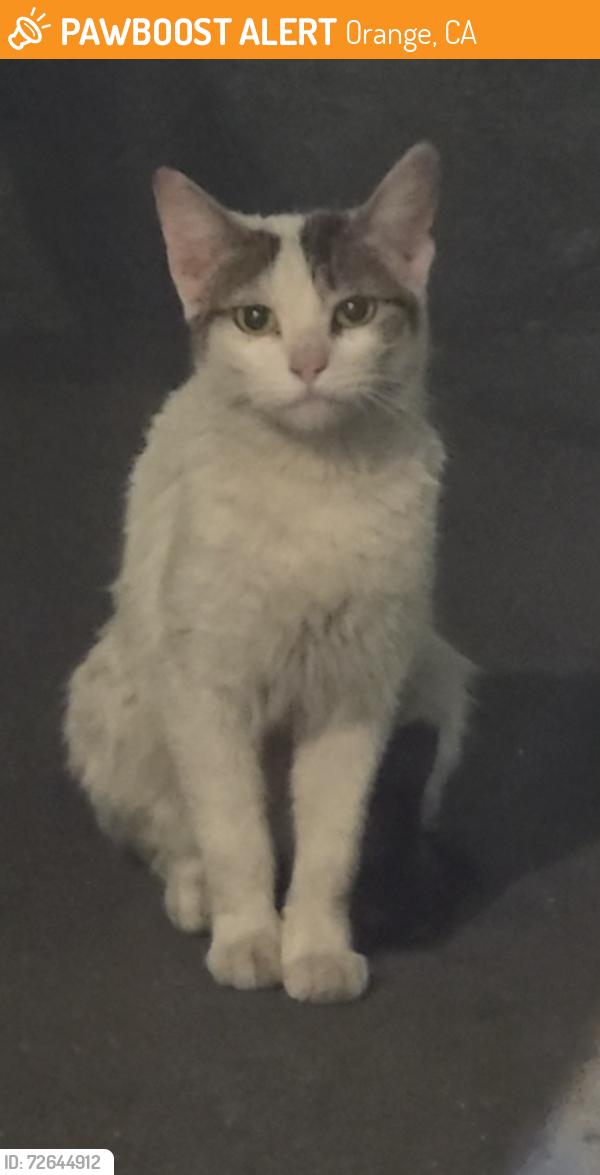 Found/Stray Unknown Cat last seen Katella ave and main, Orange, CA 92867