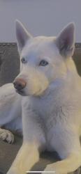 Lost Male Dog last seen Near wake  dr , Richardson, TX 75083
