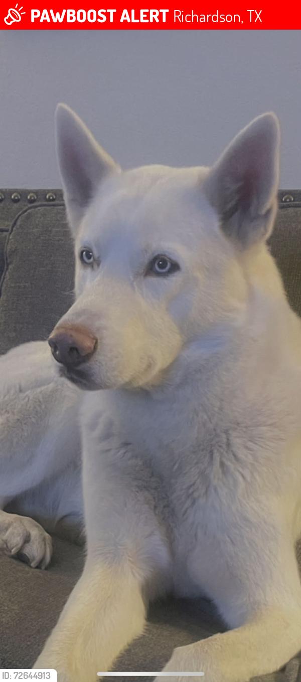 Lost Male Dog last seen Near wake  dr , Richardson, TX 75083